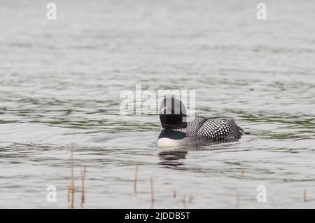 Un huard commun flottant vers la caméra sur Echo Lake dans le parc national d'Acadia, Maine, États-Unis Banque D'Images