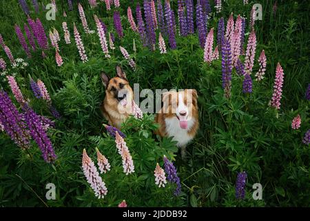Deux beaux chiens de race pure sont assis parmi les fleurs sauvages dans la grande herbe verte. Vue de dessus. Le Berger allemand et australien pose à lupinus i Banque D'Images