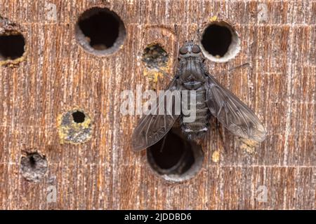 Anthrax l'anthrax est une espèce de mouches de la famille des Bombyliidae ou mouches des abeilles. Il parasite sur les abeilles et les guêpes solitaires et se trouve souvent dans la ville Banque D'Images