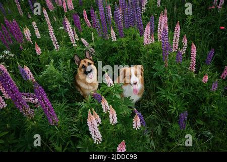 Deux beaux chiens de race pure sont assis parmi les fleurs sauvages dans la grande herbe verte. Vue de dessus. Le Berger allemand et australien pose à lupinus i Banque D'Images