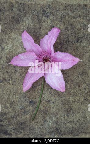 Tête de fleur rose pâle de l'hybride Clematis Hagley allongé avec sa tige sur un tableau gris rugueux Banque D'Images