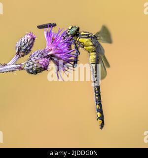 Le petit-clubtail (Gomphus vulgatissimus) est une espèce de taille moyenne de libellules que l'on trouve en Europe. Libellule jaune et noir avec proie. Drenthe, Néther Banque D'Images