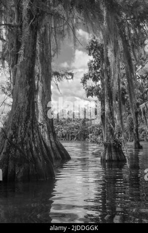 Un sentier aquatique pour les kayaks et les canoës qui écoutent le soleil dans une forêt de cyprès avec de la mousse espagnole sur Merritt's Mill Pond, Marianna, Floride, États-Unis Banque D'Images