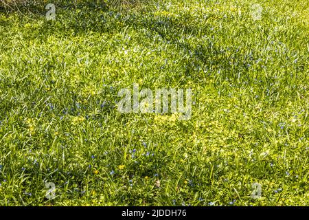 L'herbe verte avec des fleurs bleues et jaunes pousse et fleurit dans le jardin botanique Banque D'Images