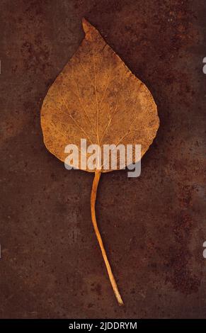 Gros plan de la feuille d'automne brune de l'usine d'hélice Ivy ou Hedera sur une tôle rouillée Banque D'Images