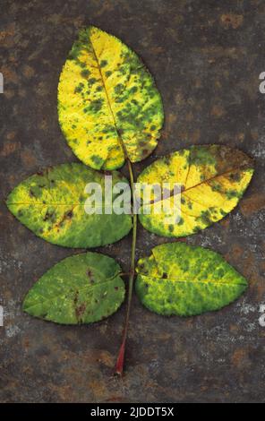 Gros plan du dessus de la tige de cinq feuilles de Rose ou Rosa tournant de vert à jaune couché sur la tôle rouillée Banque D'Images