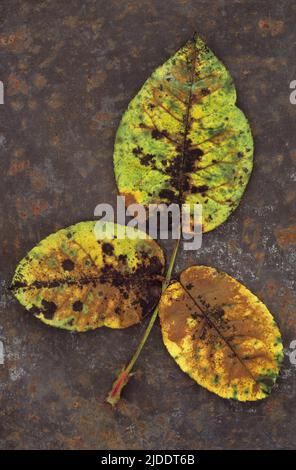 Gros plan depuis le dessus de la tige de trois feuilles de Rose ou Rosa tournant de vert à brun couché sur la tôle rouillée Banque D'Images