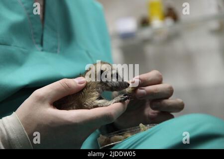 Un vétérinaire nourrit un bébé meerkat, que la mère a refusé. Gros plan de l'alimentation manuelle. Photo de haute qualité Banque D'Images