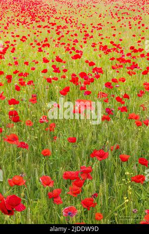 Coquelicots dans les champs de la baie de somme Banque D'Images