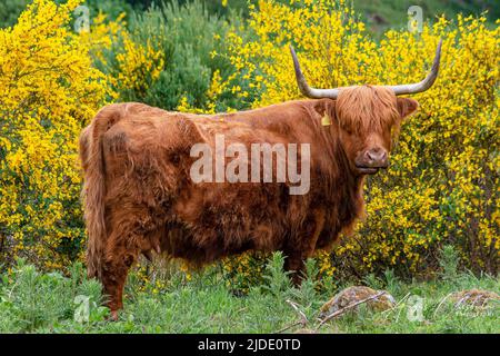 Highlands Cows, Bunachton, Écosse, Royaume-Uni Banque D'Images