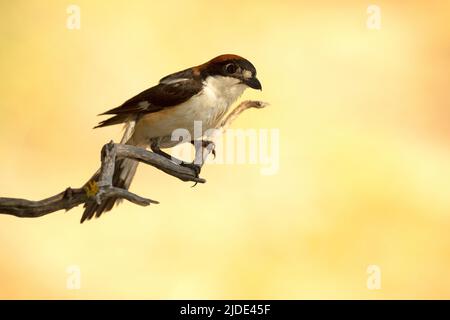 Au printemps, à la première lumière sur son territoire de reproduction, le mâle Woodchat a fait un plumage en poudronnage Banque D'Images