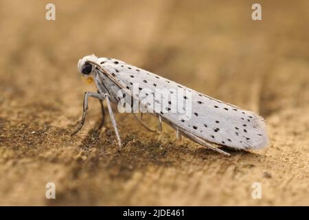 Détail gros plan sur le blanc de Yponomeuta evonymella, oiseau-cerise Ermine, assis sur le bois dans le jardin Banque D'Images