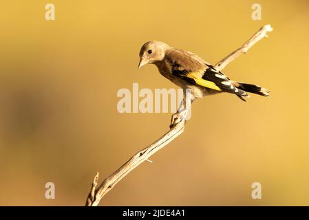 Égorfins européens près d'un point d'eau naturel, en été, avec la dernière lumière du jour Banque D'Images
