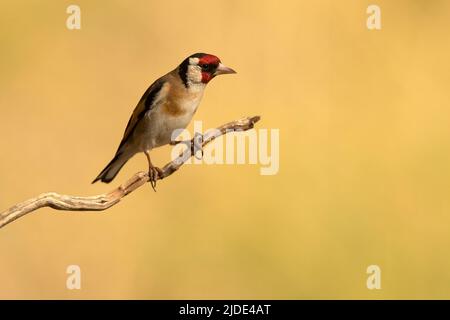 Égorfins européens près d'un point d'eau naturel, en été, avec la dernière lumière du jour Banque D'Images