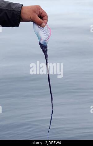 Une main mâle tient un homme portugais o’ War par sa voile dans l'océan Atlantique. Le venin puissant est localisé dans les tentacules de cette espèce de siphonophore. Banque D'Images