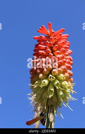 Red Hot Poker - Kniphofia Alcazar contre un ciel sans nuages au milieu de l'été Banque D'Images