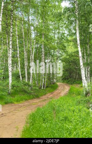 Beaux bouleaux sur la montagne dans l'herbe verte à côté de la route sale un jour d'été Banque D'Images