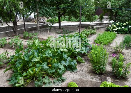 Un terrain de jardin typique et des lits verts dans l'arrière-cour d'un foyer Banque D'Images