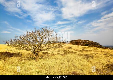 Arbre solitaire au col Trédudon dans les Monts d'Arrée, une ancienne chaîne de montagnes de l'ouest de la Bretagne qui fait partie du massif des Armorans. Banque D'Images