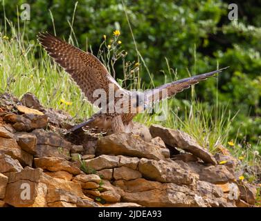 Faucon pèlerin dans les Cotswold Hills au Royaume-Uni Banque D'Images