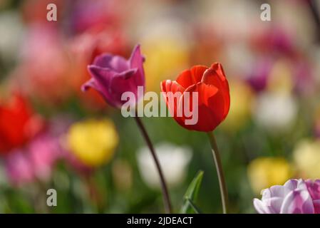 Vue de deux fleurs de tulipe, une rouge et une pourpre, sur le fond flou d'un champ en croissance au début du printemps. Banque D'Images