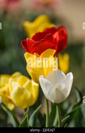 Dans le domaine d'une culture de fleurs vue d'un groupe de tulipes de différentes variétés et couleurs. Banque D'Images