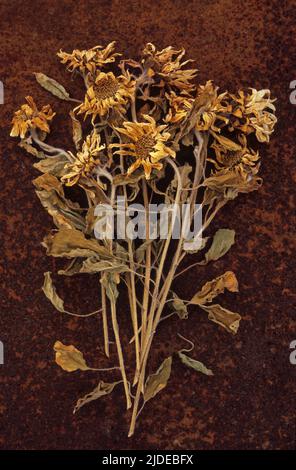 Bouquet de fleurs de soleil séchées ou Helianthus couché sur une tôle rouillée Banque D'Images