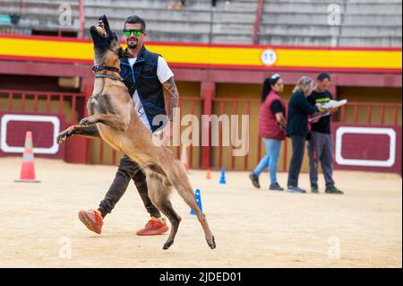 Chien belge Malinois jouant avec son entraîneur après un tour d'obéissance dans la compétition de Mondioring Banque D'Images