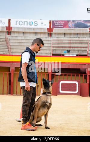 Beau chien belge Malinois debout à côté de son entraîneur gardant le contact visuel Banque D'Images