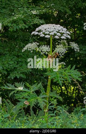 Herbe à poux géante / fleur de rouette / persil de vache géante / panais de vache géante / hogsbane (Heracleum mantegazzianum) en fleur au bord de la forêt Banque D'Images