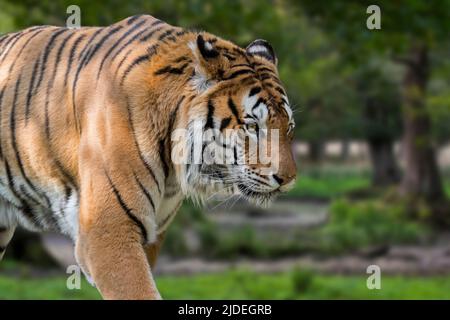 Tigre de Sibérie (Panthera tigris altaica) gros plan en forêt Banque D'Images