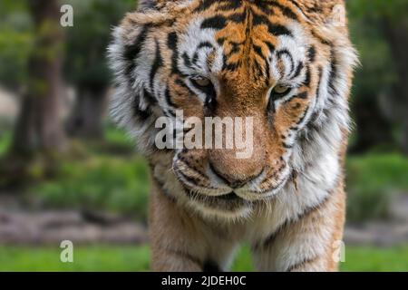 Tigre de Sibérie (Panthera tigris altaica) gros plan en forêt Banque D'Images