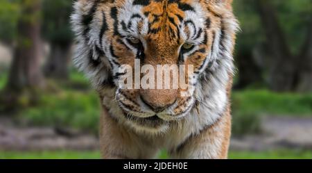 Tigre de Sibérie (Panthera tigris altaica) gros plan en forêt Banque D'Images