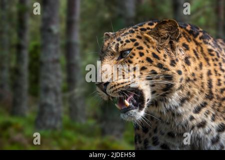 Amur léopard (Panthera pardus orientalis) gros plan en forêt, originaire du sud-est de la Russie et du nord de la Chine Banque D'Images