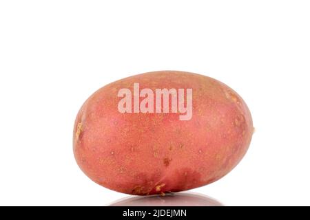 Une pomme de terre rose biologique, en gros plan, isolée sur fond blanc. Banque D'Images