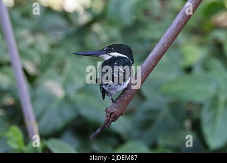 Kingfisher vert (Chlorocereyle americana septentrionalis) adulte perché sur la branche morte de Carara, Costa Rica Mars Banque D'Images