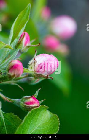 Des bourgeons roses de fleurs de pommier non ouvertes sur une branche le jour ensoleillé sur un fond de feuillage vert. Floraison printanière dans un jardin ou un parc. Photo de haute qualité Banque D'Images