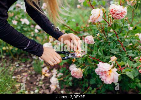 Une femme qui a passé des hanches roses anglaises dans le jardin d'été a été à l'origine de la mort. Jardinier coupant des fleurs sauvages avec un sécateur. Abraham Darby rose par Austin Banque D'Images