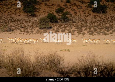 Troupeau de springboks marchant sur du sable rouge dans le désert de Kalahari au soleil du soir. Banque D'Images