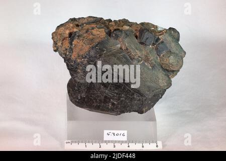 Minéraux amphibole. Amérique du Nord ; États-Unis ; New York ; Orange County ; Edenville Banque D'Images