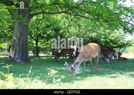 Deer à Richmond Park, au printemps, dans le sud-ouest de Londres, au Royaume-Uni Banque D'Images