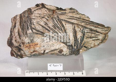 Actinolite. Minéraux. Amérique du Nord; États-Unis; Géorgie; Cherokee County. Mine de Canton Banque D'Images