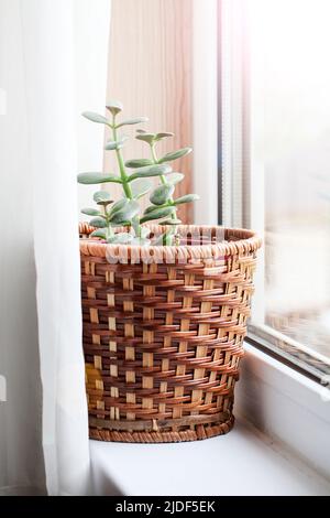 plante de maison en pot sur le rebord de fenêtre avec rideau. Création de l'arrière-plan de la nature. Concept de jardinage. Intérieur de la maison, mise au point sélective Banque D'Images