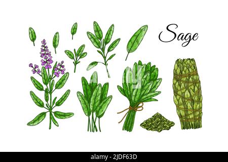 Ensemble d'éléments de conception de sauge. Légumes verts et feuilles dessinés à la main. Illustration vectorielle dans un style d'esquisse coloré Illustration de Vecteur