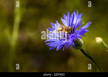 Abeille prenant le nectar sur une fleur de cloche bleutée Banque D'Images