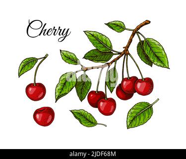 Ensemble de baies de cerises dessinées à la main. Illustration vectorielle dans un style d'esquisse coloré Illustration de Vecteur