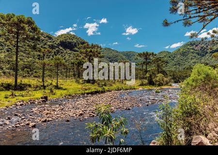 Rivière pittoresque avec arbres d'araucaria près du canyon d'Esprasiado à Urubici, Santa Catarina, Brésil Banque D'Images