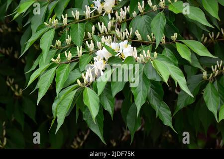 Amur Honeysuckle, Heckenkirschen, Chèvrefeuille de Maack, Lonicera maackii, koreai lonc, Hongrie, Europe Banque D'Images