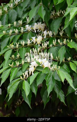 Amur Honeysuckle, Heckenkirschen, Chèvrefeuille de Maack, Lonicera maackii, koreai lonc, Hongrie, Europe Banque D'Images