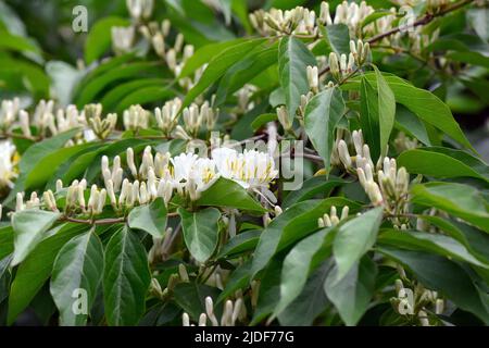 Amur Honeysuckle, Heckenkirschen, Chèvrefeuille de Maack, Lonicera maackii, koreai lonc, Hongrie, Europe Banque D'Images